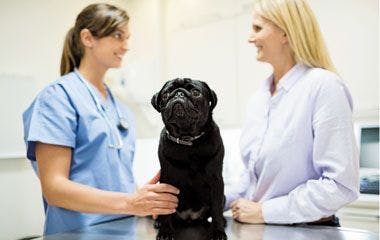 veterinary_fearfree_380_flash-823906-1382723722162.jpg