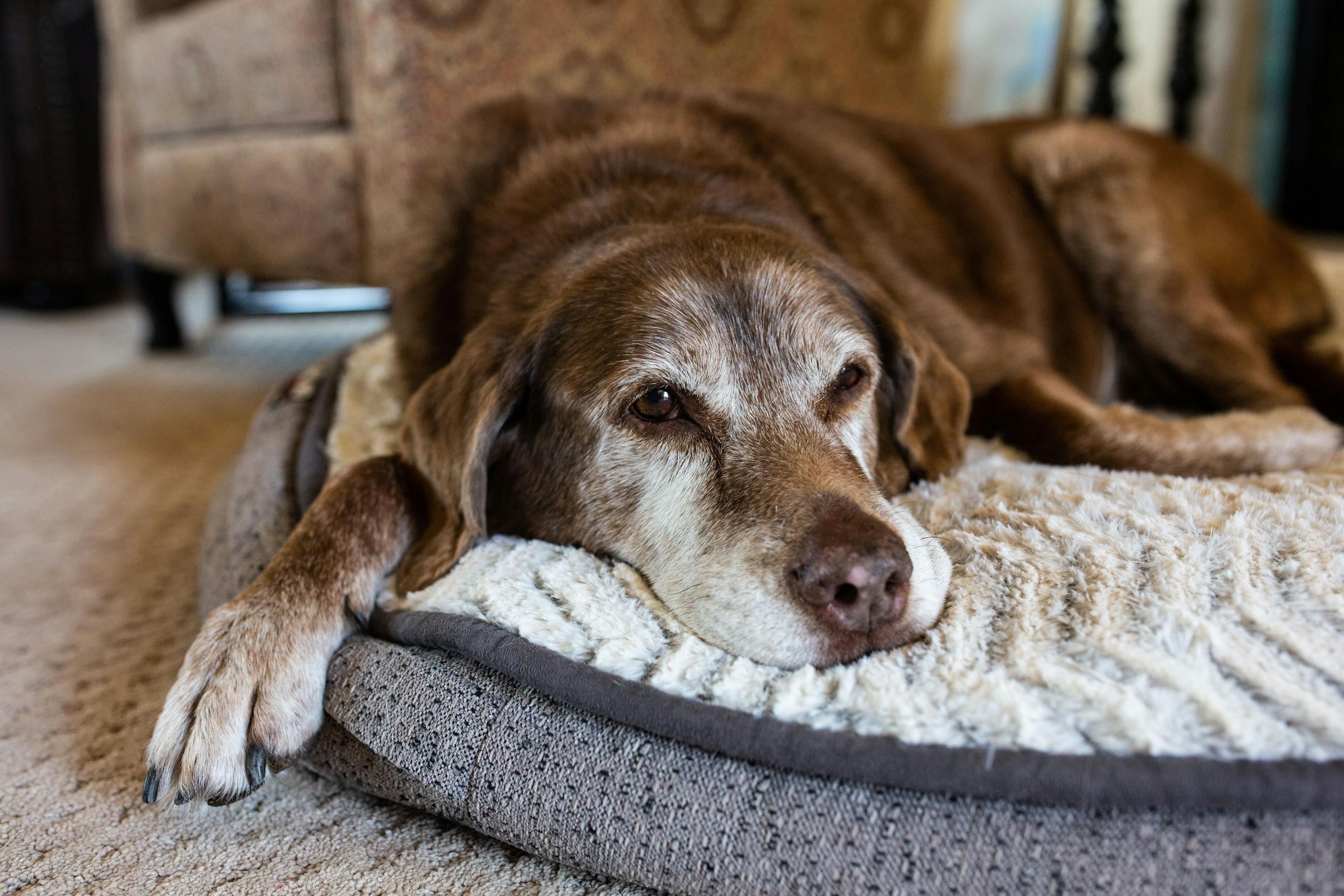 older dog resting on bed