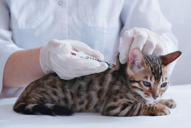 New vaccine protects against feline leukemia virus 