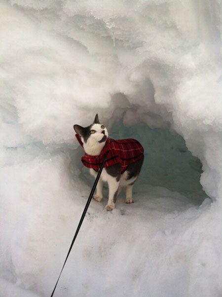 catinsnow.jpg