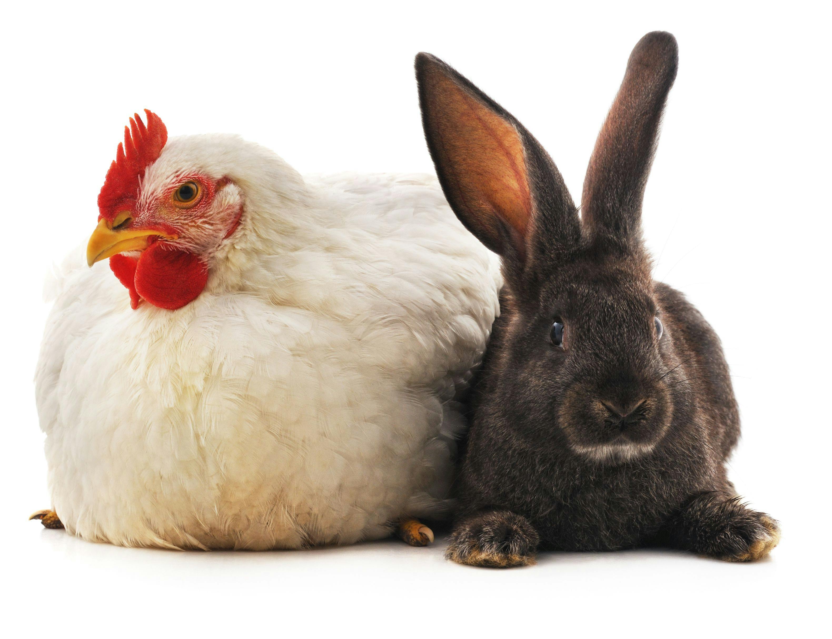 Global list of essential veterinary medicines for food-producing animals in need of rabbit and poultry specialists 