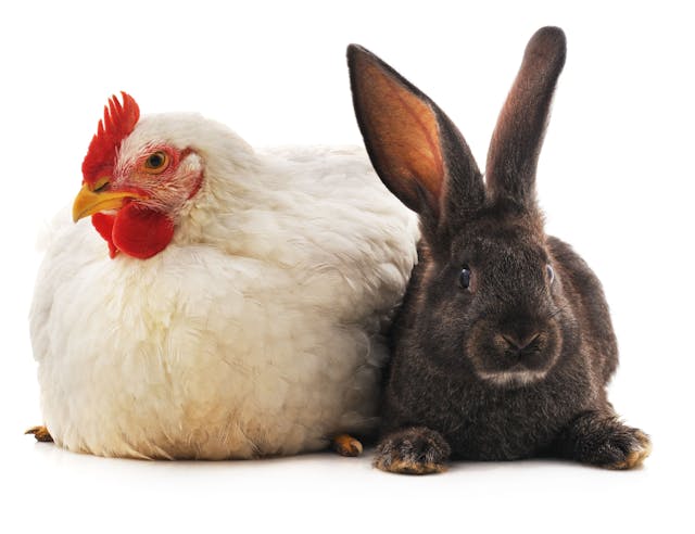 Global list of essential veterinary medicines for food-producing animals in need of rabbit and poultry specialists 