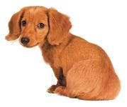 veterinary-dog-dachshund-puppy-807419-1382856043302.jpg