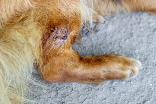 New device delivers antibiotics directly to wounds in dogs and horses