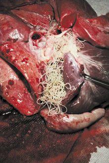 veterinary_Heartworms_Jones_220px.jpg