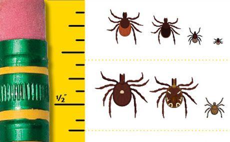 veterinary-ticks-identification_460-284.jpg