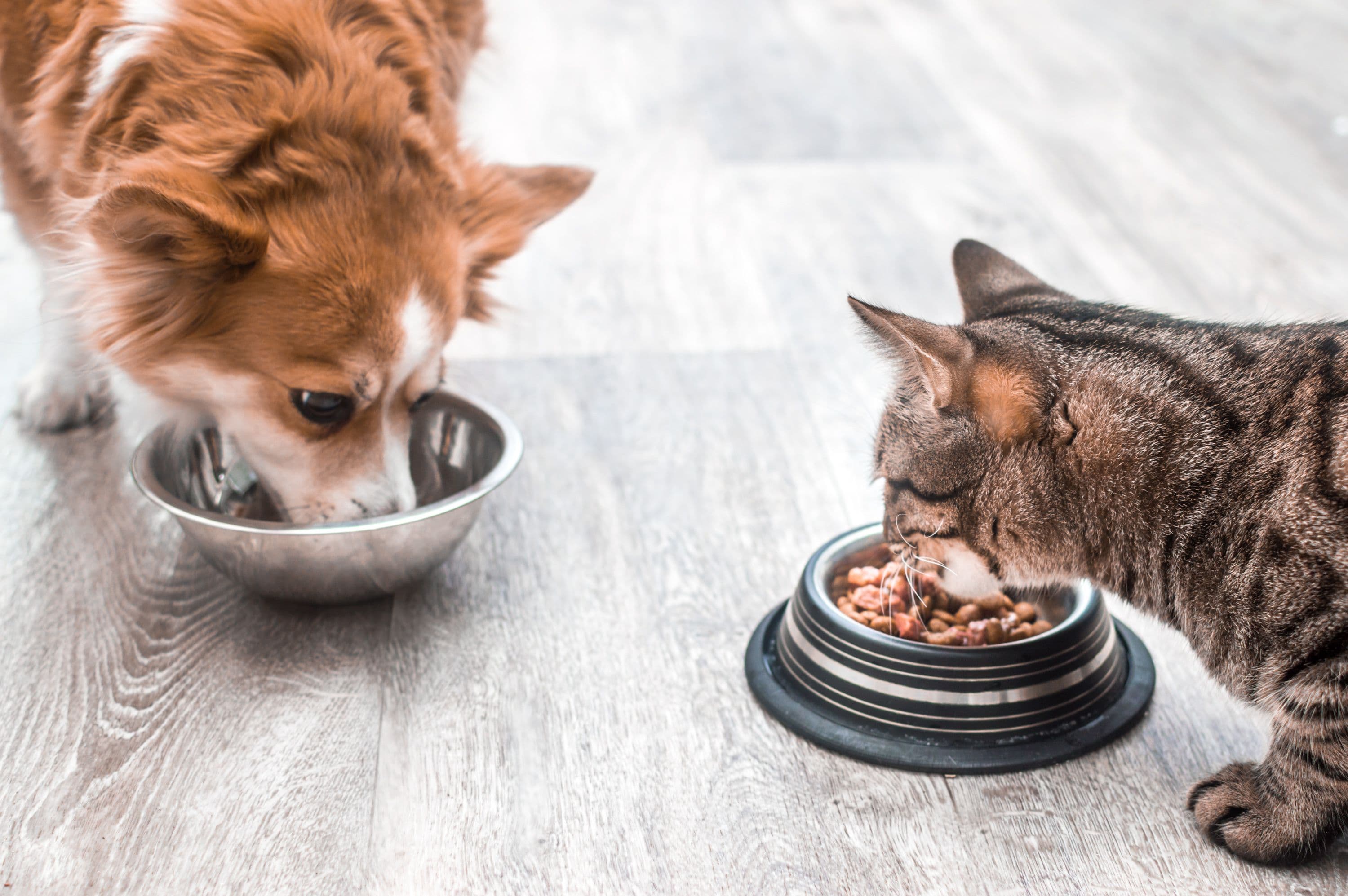 Pet food preferences and transitioning advice