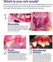 veterinary-cats-mouth-757758-1384165318108.jpg