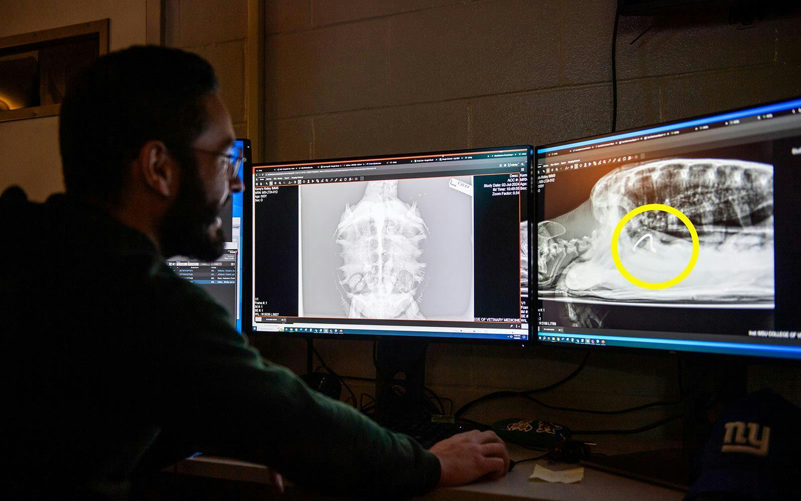 Staff and students Mississippi State University's College of Veterinary Medicine analyzing radiology scans from Toast Malone. (Images courtesty of Grace Cockrell)