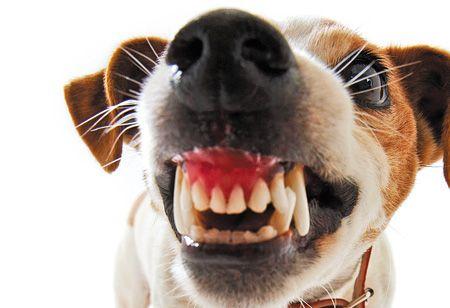 veterinary_snarling_dog_78620610_450.jpg