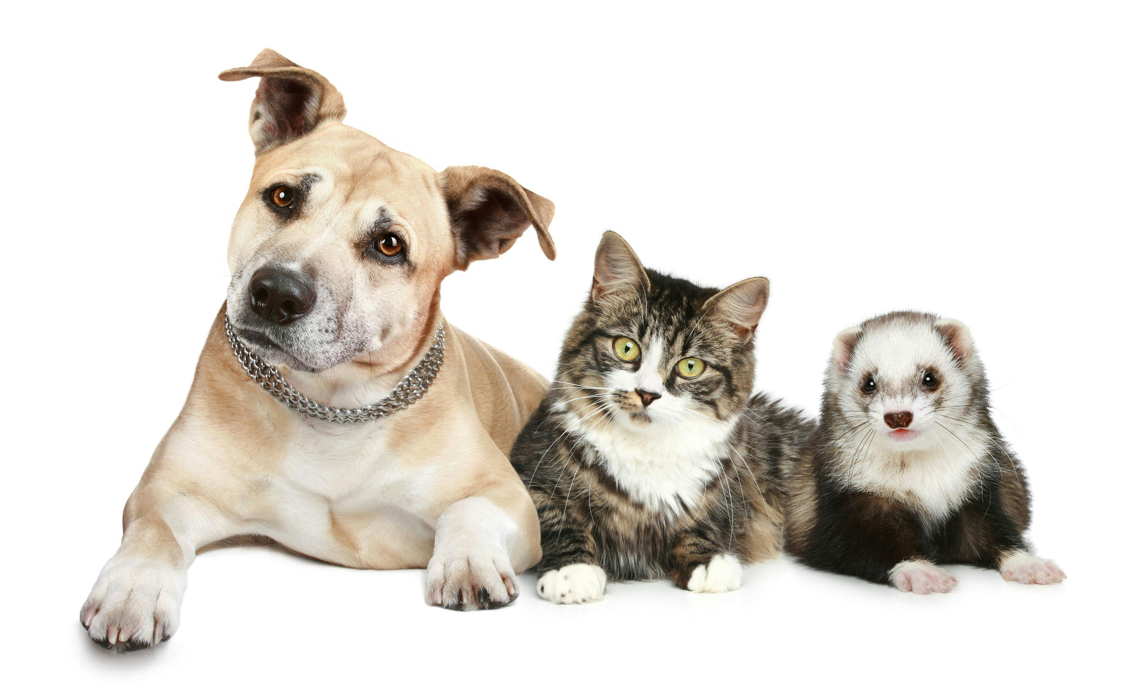 dog with cat and ferret