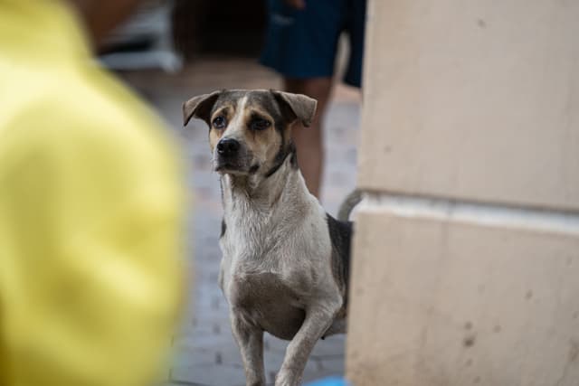 Campaign to combat rabies in Asia reports nearly 230K dogs vaccinated