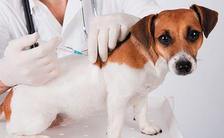 veterinary-surgeon-is-giving-the-vaccine-to-the-dog-shutterstock-110687510_450.jpg