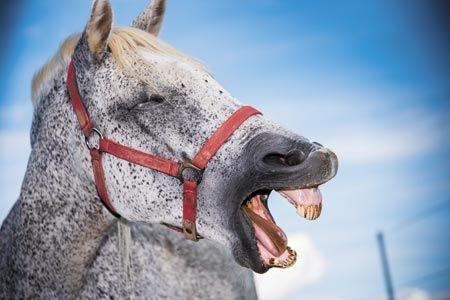 veterinary-crazy-horse-450px-shutterstock-316600010.jpg