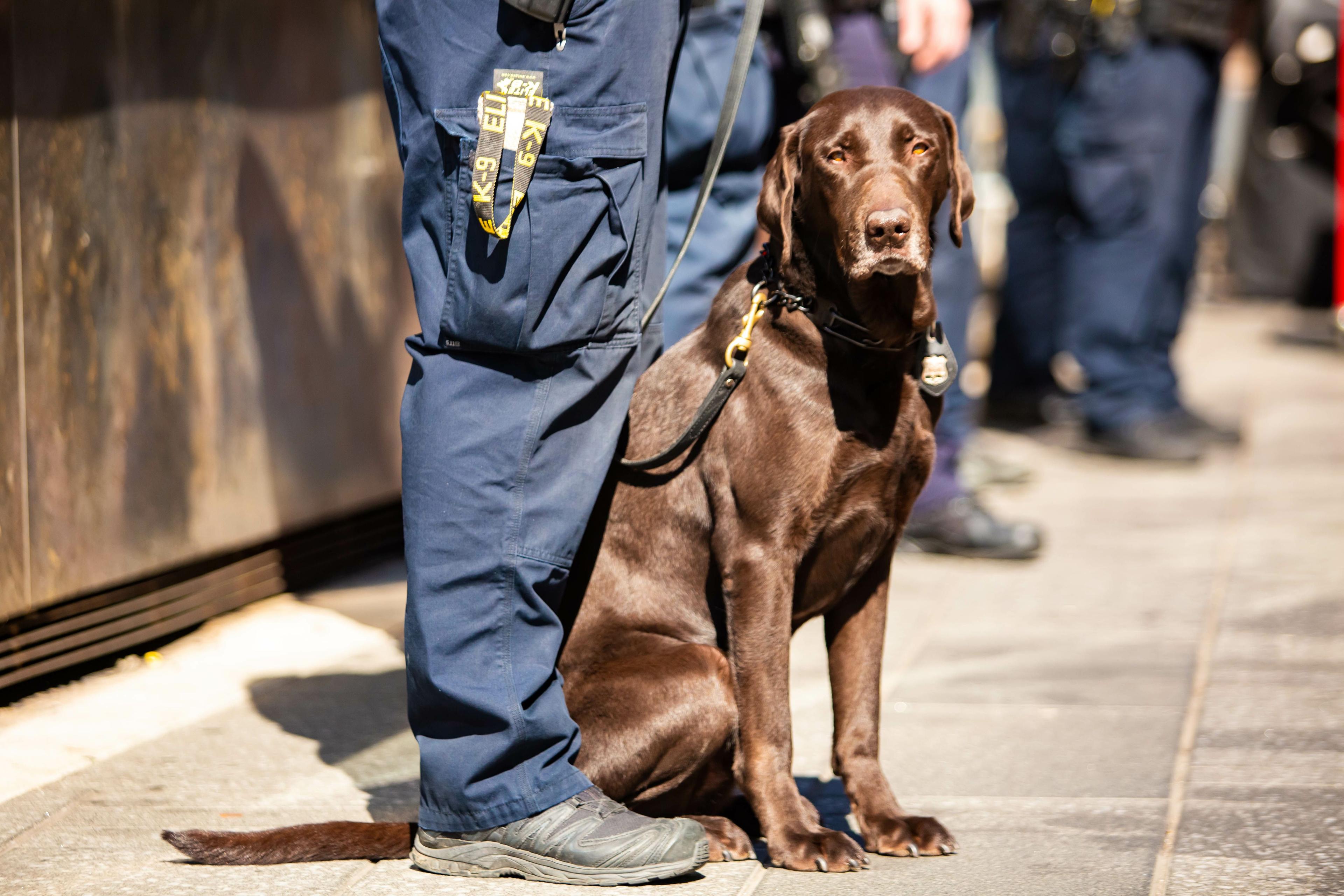 Inspiring stories of rescue and therapy dogs on 9/11 