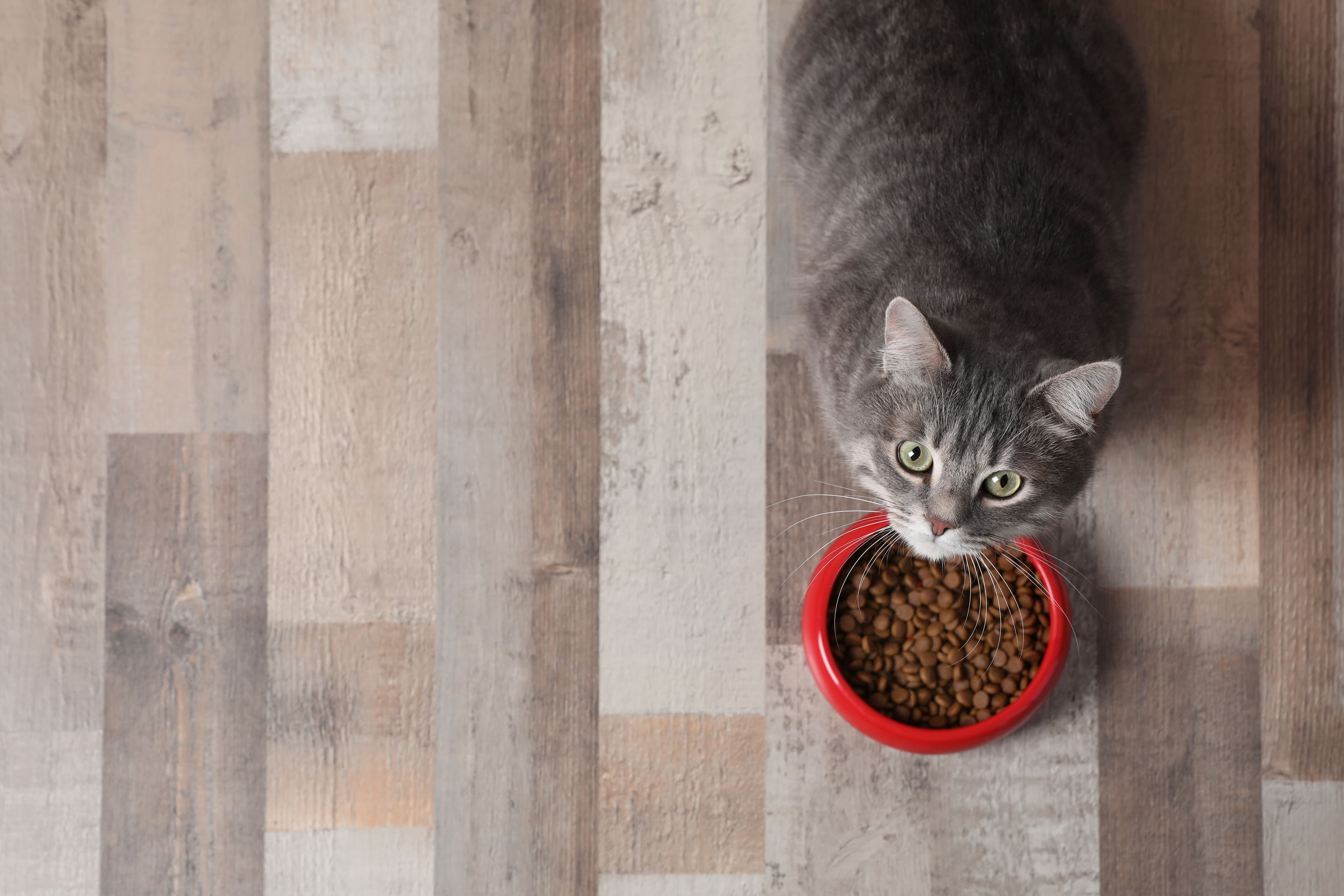 Navigating pet nutrition and talking diets with clients