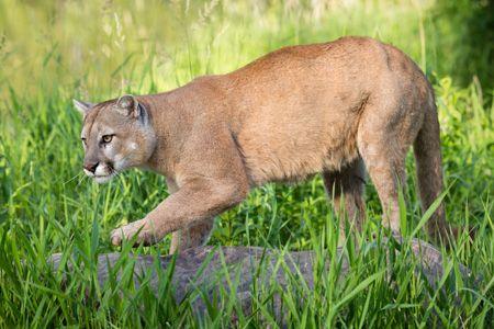 veterinary-Mountain-Lion-450px-157720480.jpg