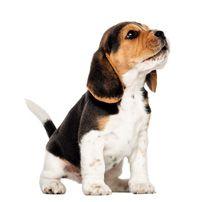 veterinary_FL1214_veternary_Beagle-puppy_220px_187451538.jpg