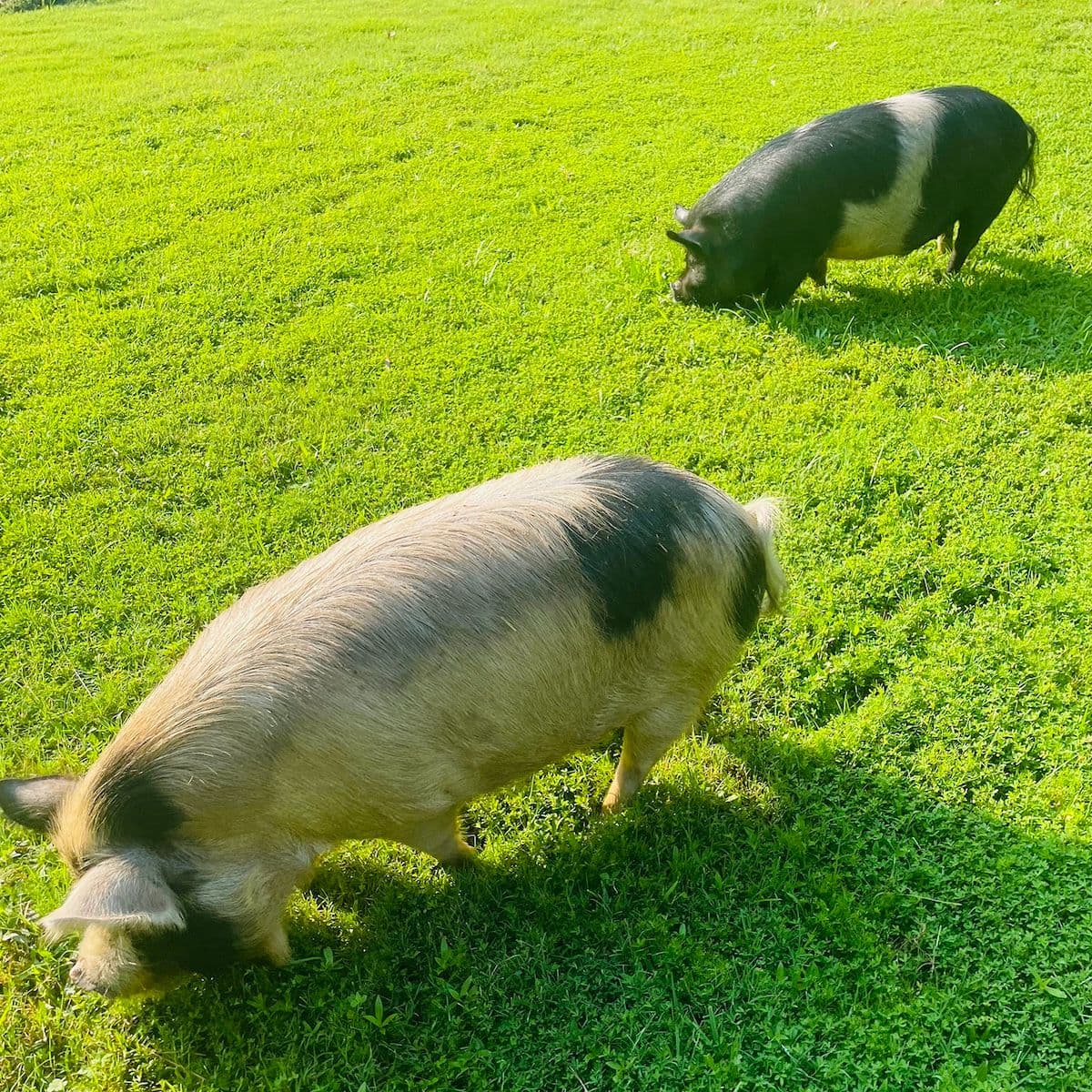 Lord Farquad (Left) and King Louie (Right), grazing on the Ballard's property.