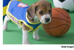 veterinary_basketball_puppy_260_177-764628-1384165483042.jpg