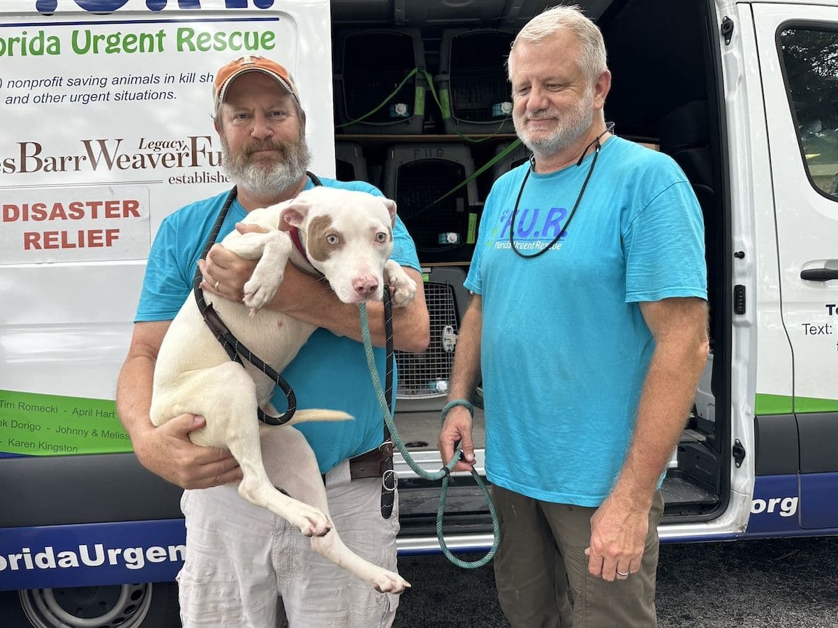 Shelter dogs evacuated out of Hurricane Milton’s path