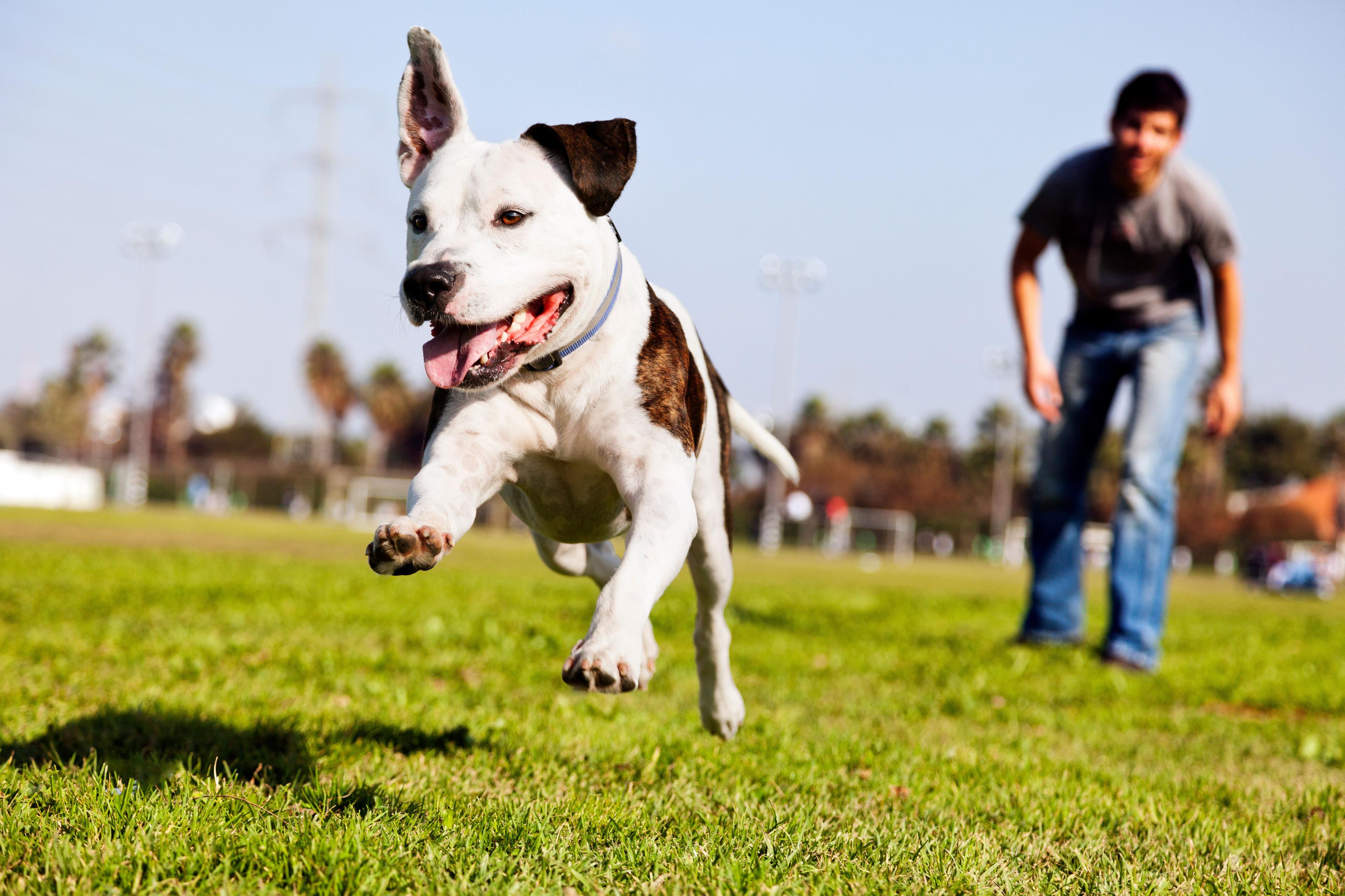 Purina donates to AKC Health Foundation 