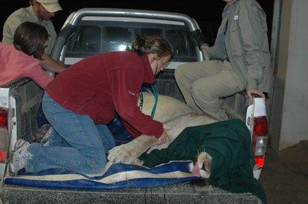 04_veterinary_lion_monitor-697019-1384218243927.jpg