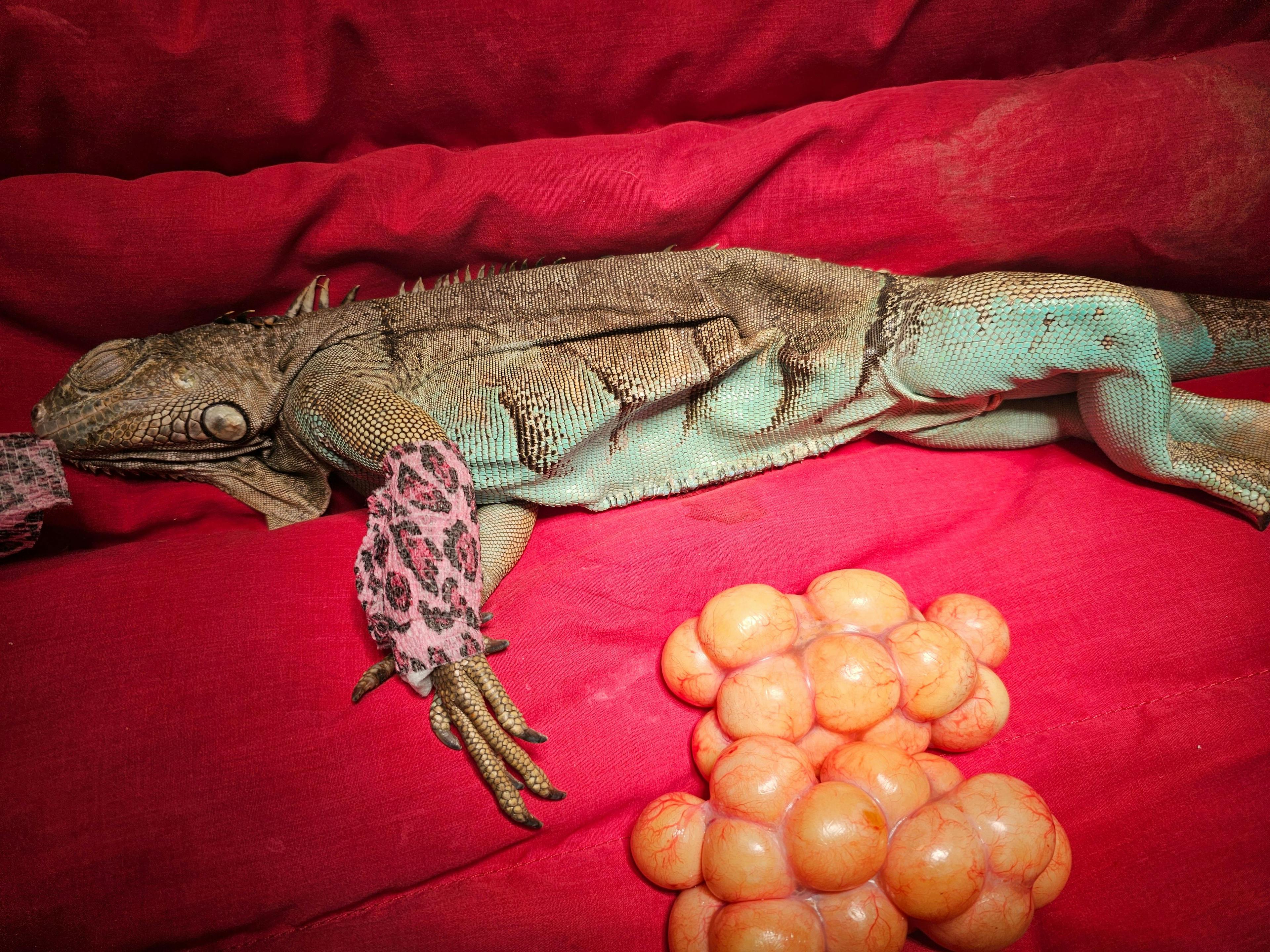 Case study: Iguana spay 