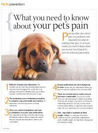 veterinary_petpain1-823710-1404217284589.jpg