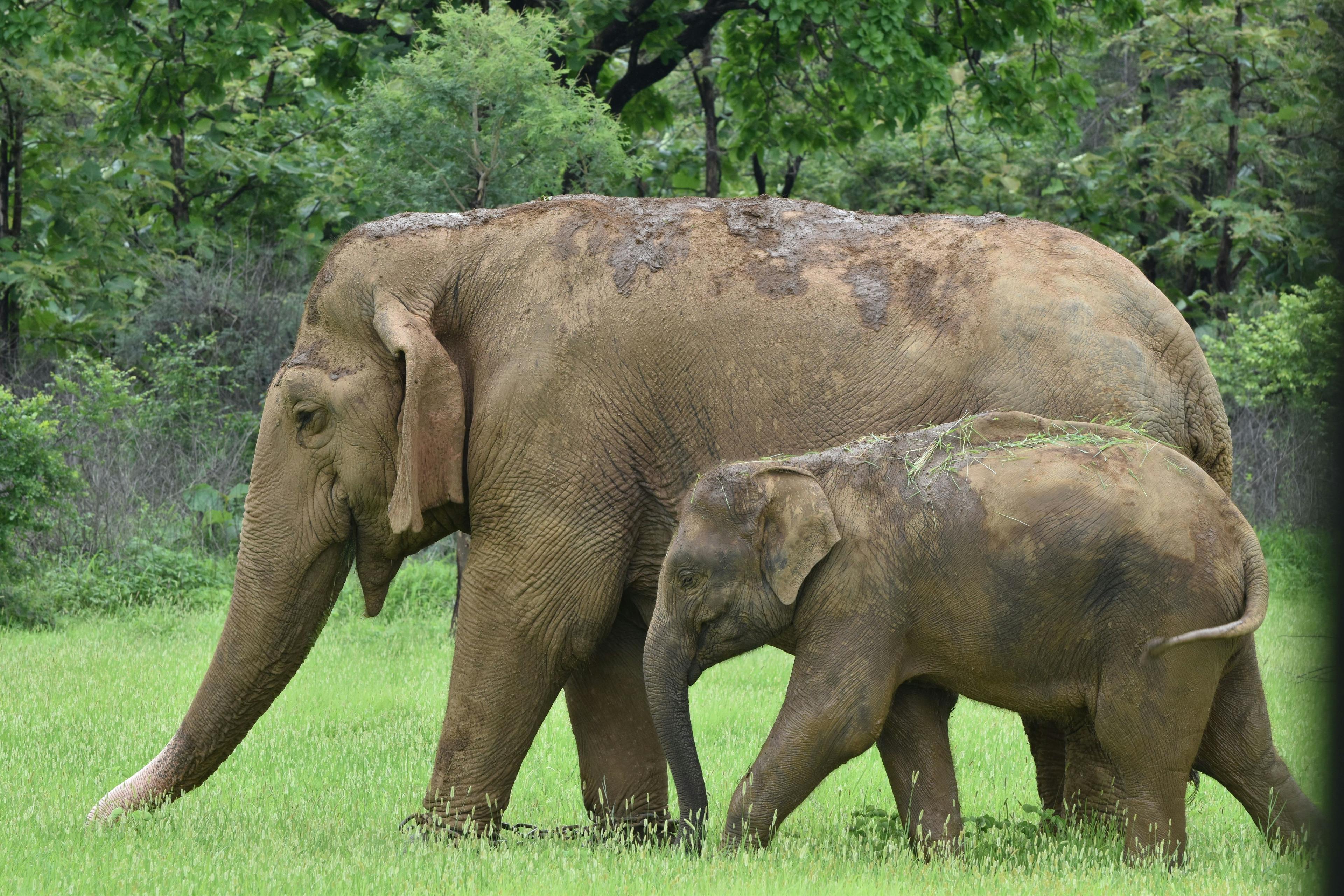 Trial for birth control vaccine for Asian elephants is announced