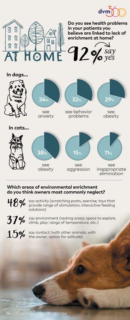 veterinary-dog-enrichment-data-450pxscroll.jpg