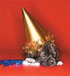 veterinary_fl1012_dog_birthday_hat_horn_78048320-792711-1384155523666.jpg