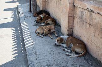 Rabies Entering the United States Through Imported Animals