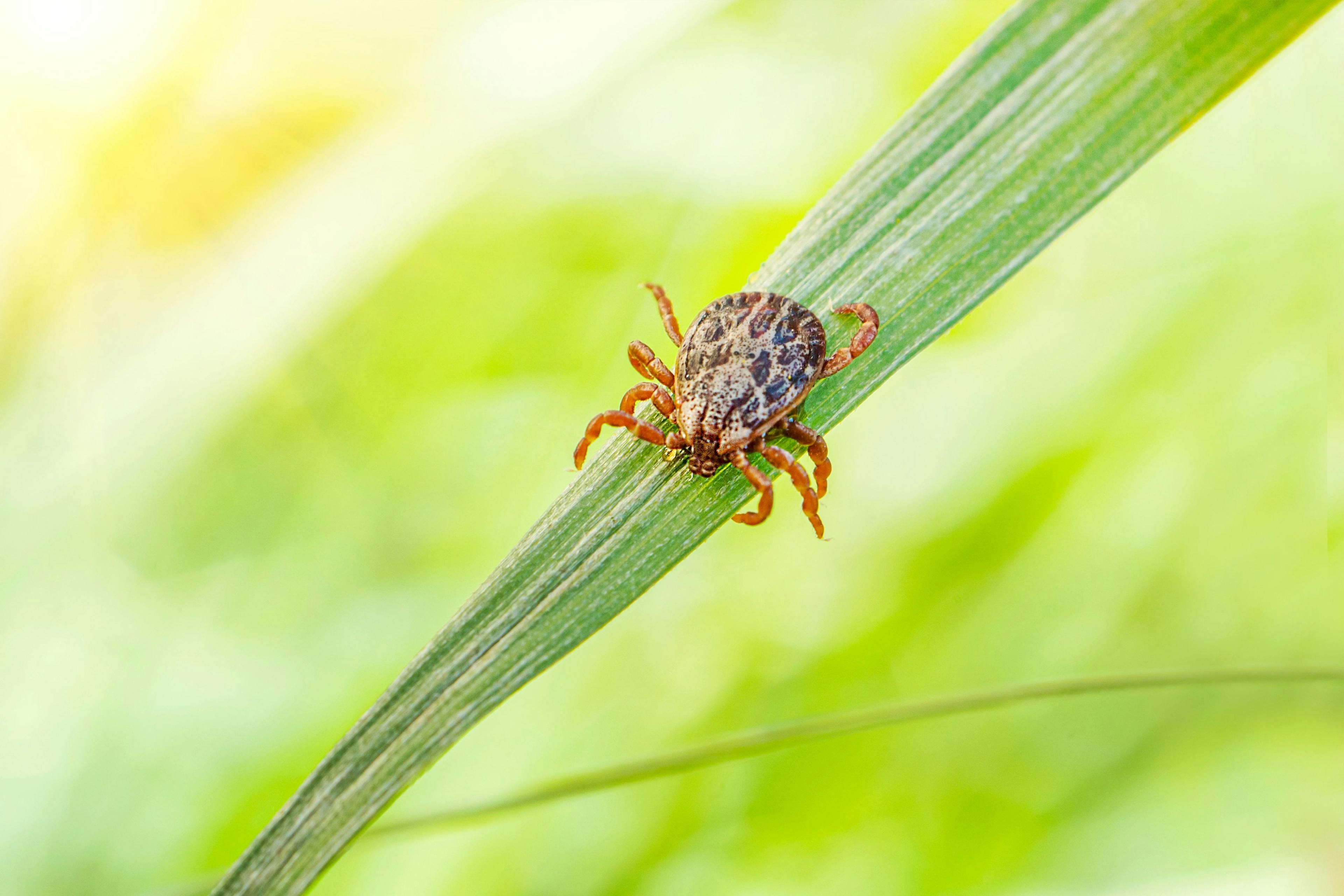 Educating clients on ticks