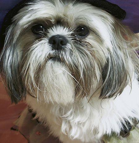 ShihTzu-836516-1404214144167.jpg