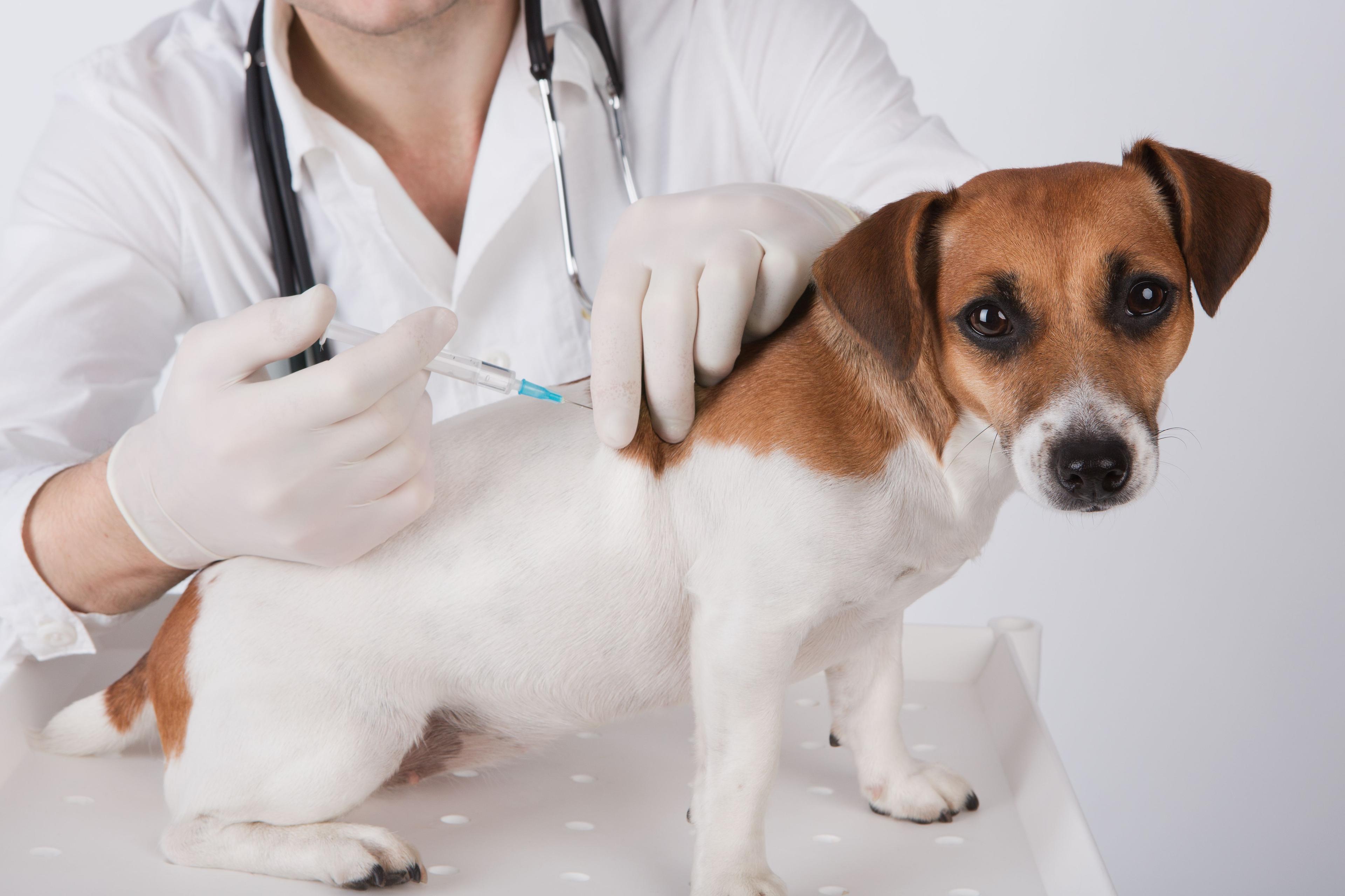 Petco Love will allocate 1 million vaccines to pets in need