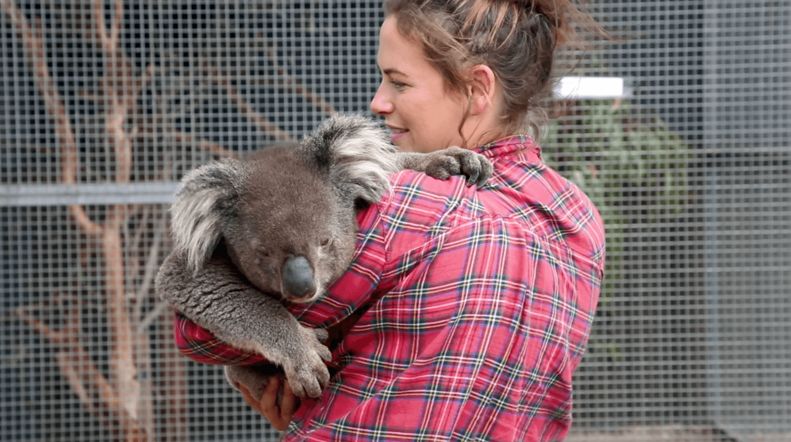 koala