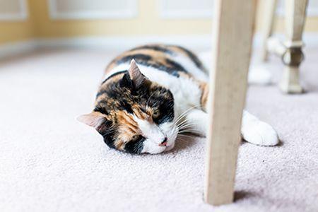 veterinary-old-senior-calico-cat-tired-AdobeStock_208977036-body-1.jpg