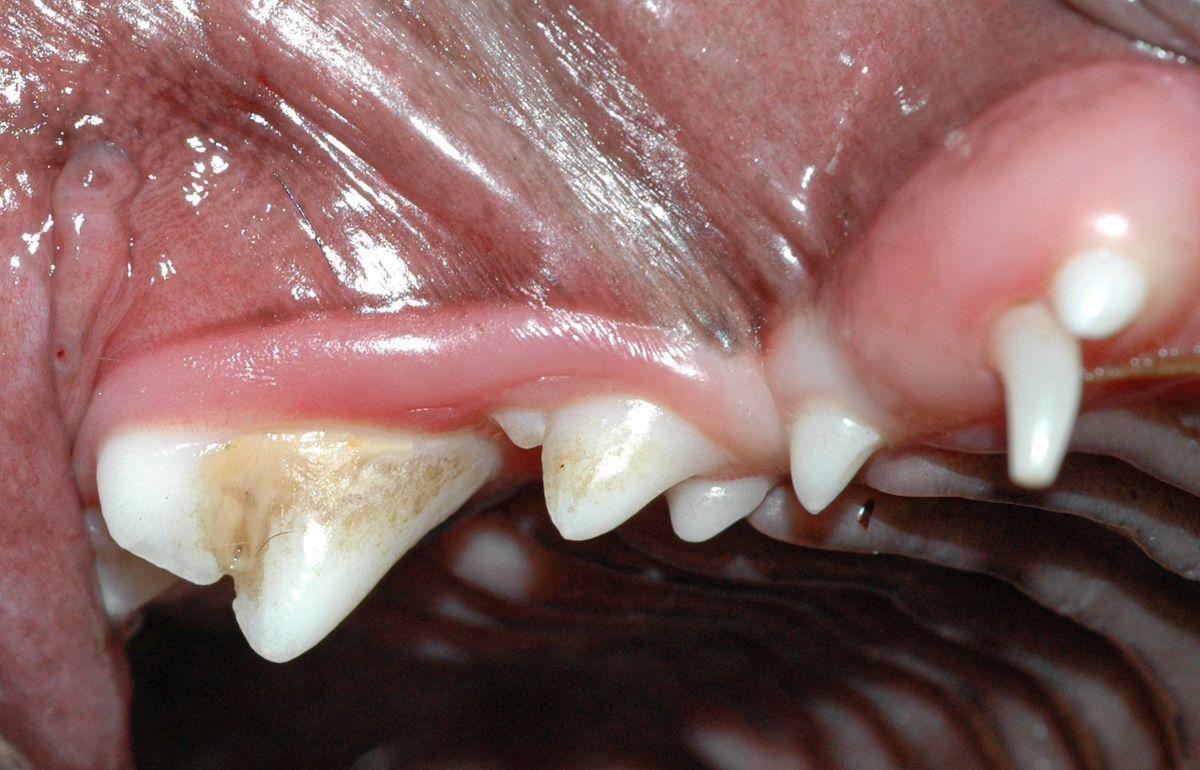 Figure 1b: Malpositioned second premolar and persistent primary canine tooth in a 7-month-old pug.