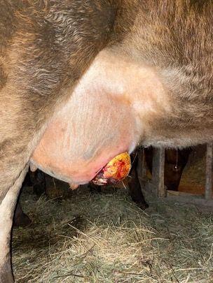 Figure 4. A cow affected by chronic mastitis of the right front quarter, characterized by gland enlargement, drainage, and tissue prolapse through a wound.