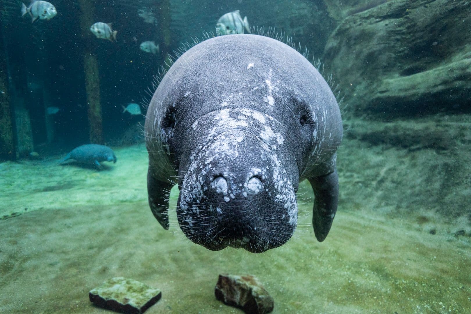 Rehabilitated manatees prepare to head home 