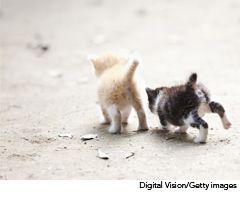 veterinary_kittens_feral_wd-665497-1384322205440.jpg