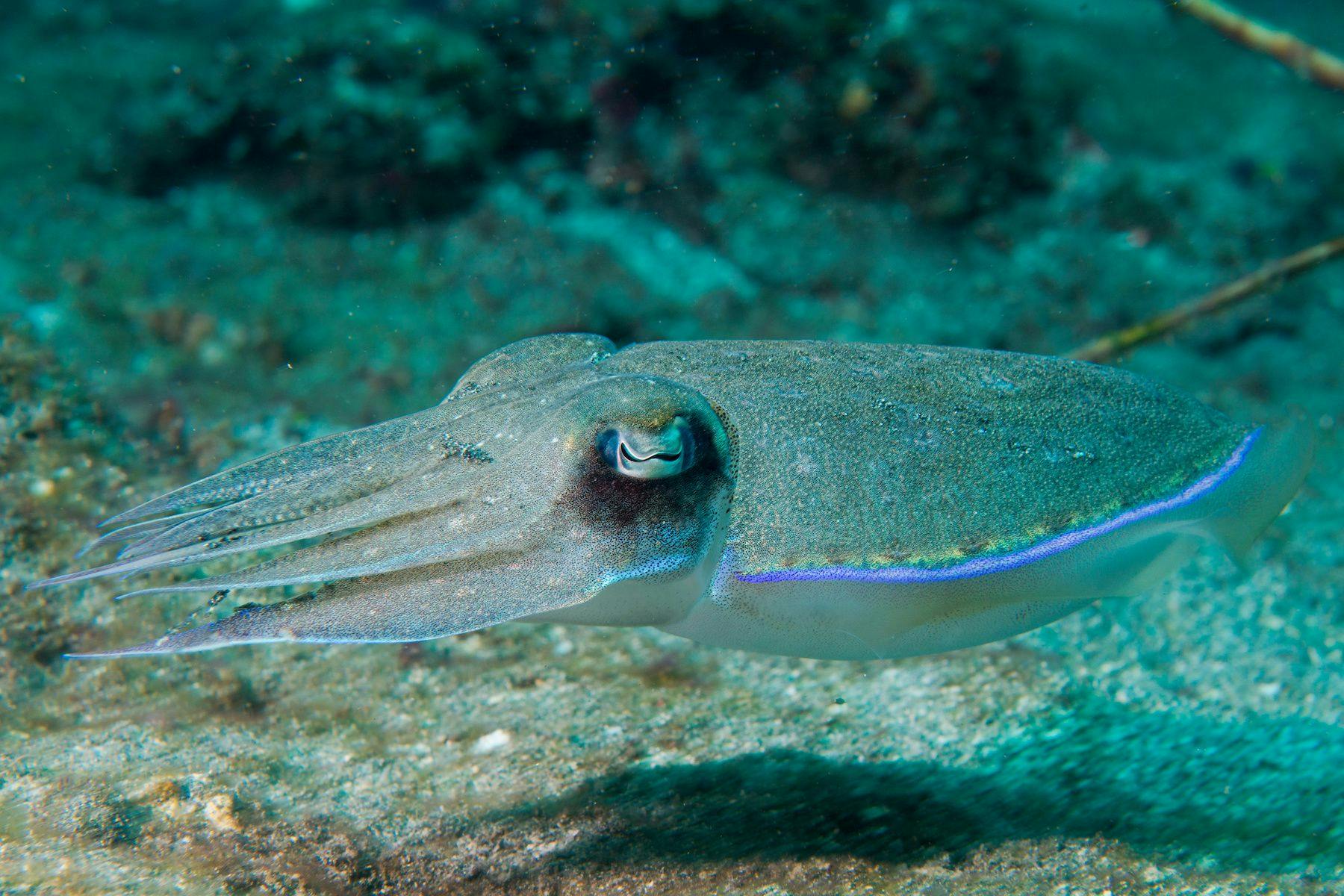 Camouflaged squid