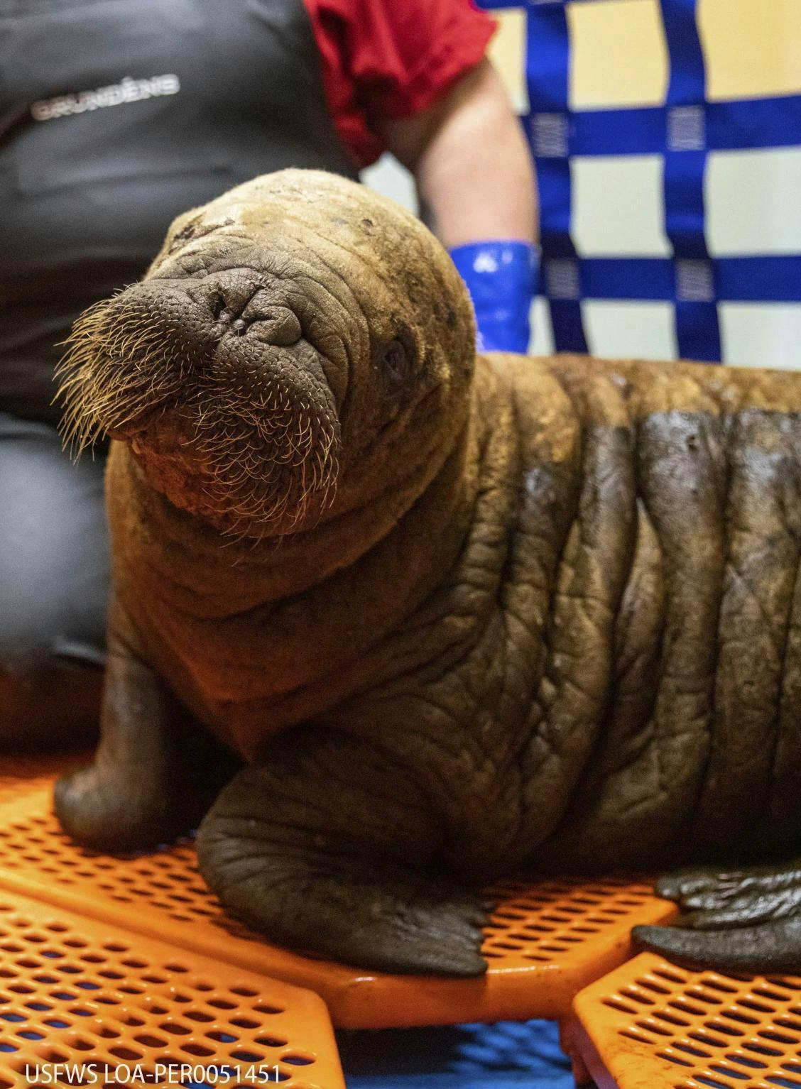 Abandoned walrus calf is receiving intensive care from rehabilitation team 