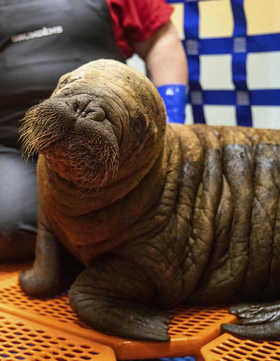 Little Miss Walrus. (Photo courtesy of Alaska SeaLife Center)