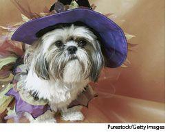 veterinary_costume_wd-562256-1384667275162.jpg