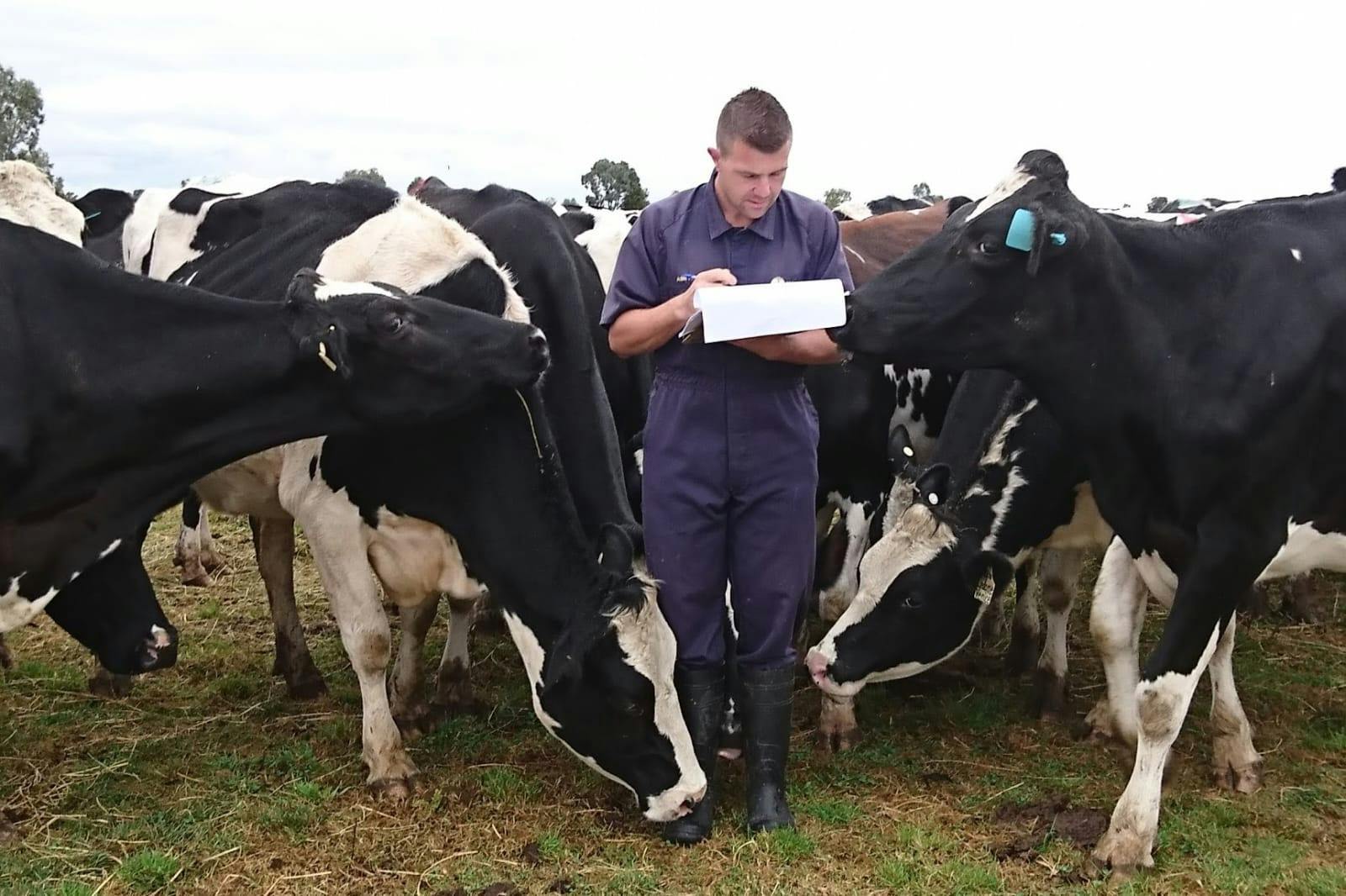 Ash Phipps, BVSc (Hons1), GradCertVPH(EAD), MVS, MVSc (Clinical), FANZCVS (Dairy Cattle Medicine and Management), standing with cattle (Image courtesy of Phipps) 