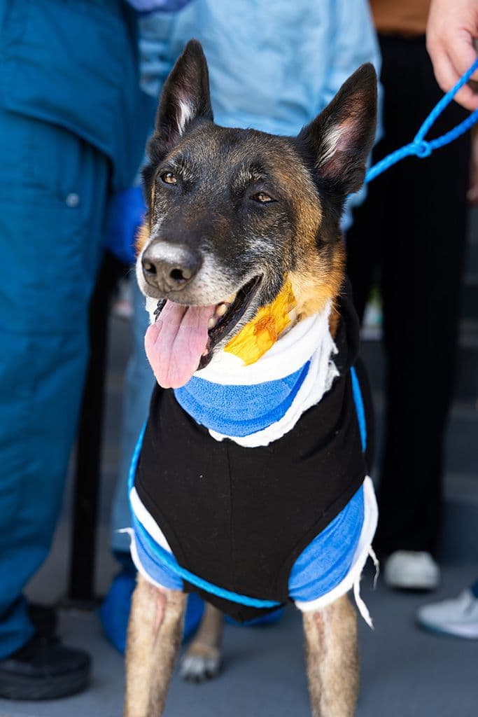 Kane, a 9-year-old Belgian Malinois, was treated at Texas A&M Small Animal Teaching Hospital for skin necrosis (Images courtesy of Karis Olsen)