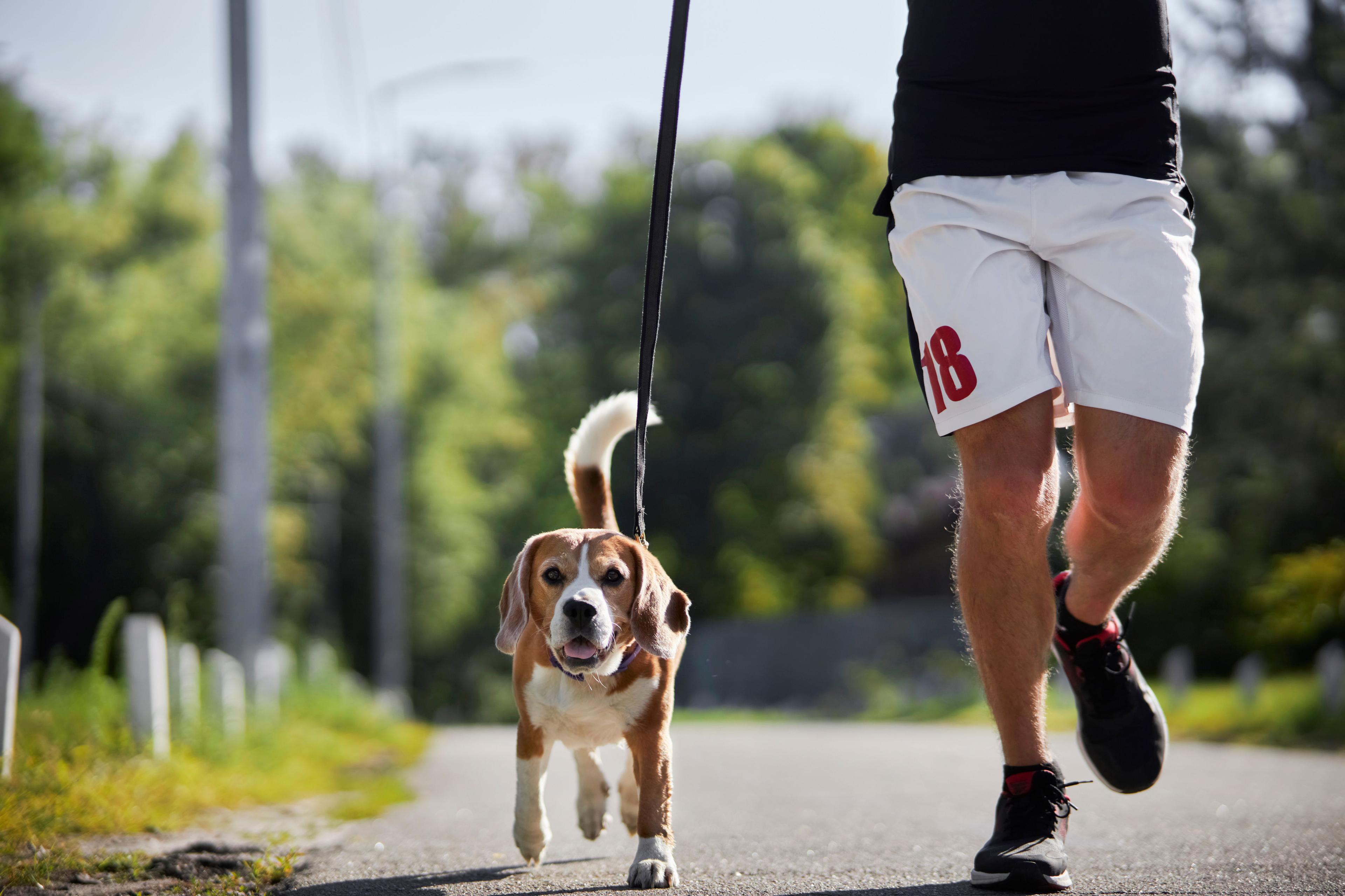 LSU veterinary school hosts Hill’s Great Rover Road 