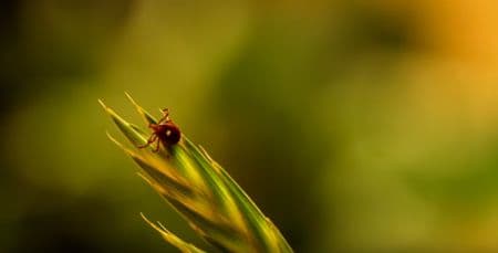 veterinary_CAPC_tick_roundup_450.jpg